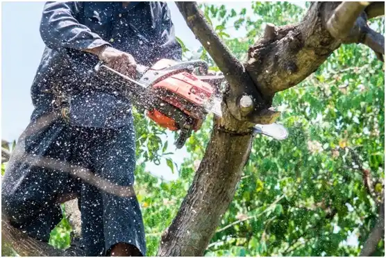 tree services Bechtelsville